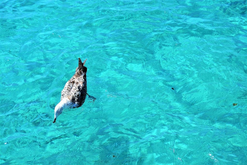 Porto Cervo-Villa La Gjanda Abbiadori Buitenkant foto